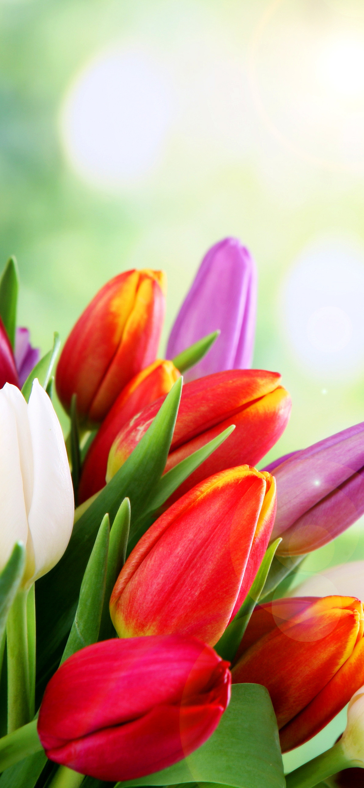 Bouquet of colorful tulips wallpaper 1170x2532