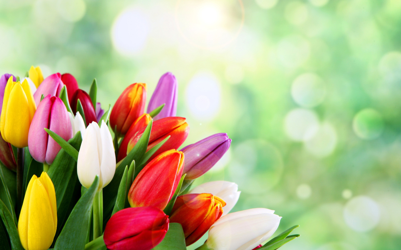 Fondo de pantalla Bouquet of colorful tulips 1280x800
