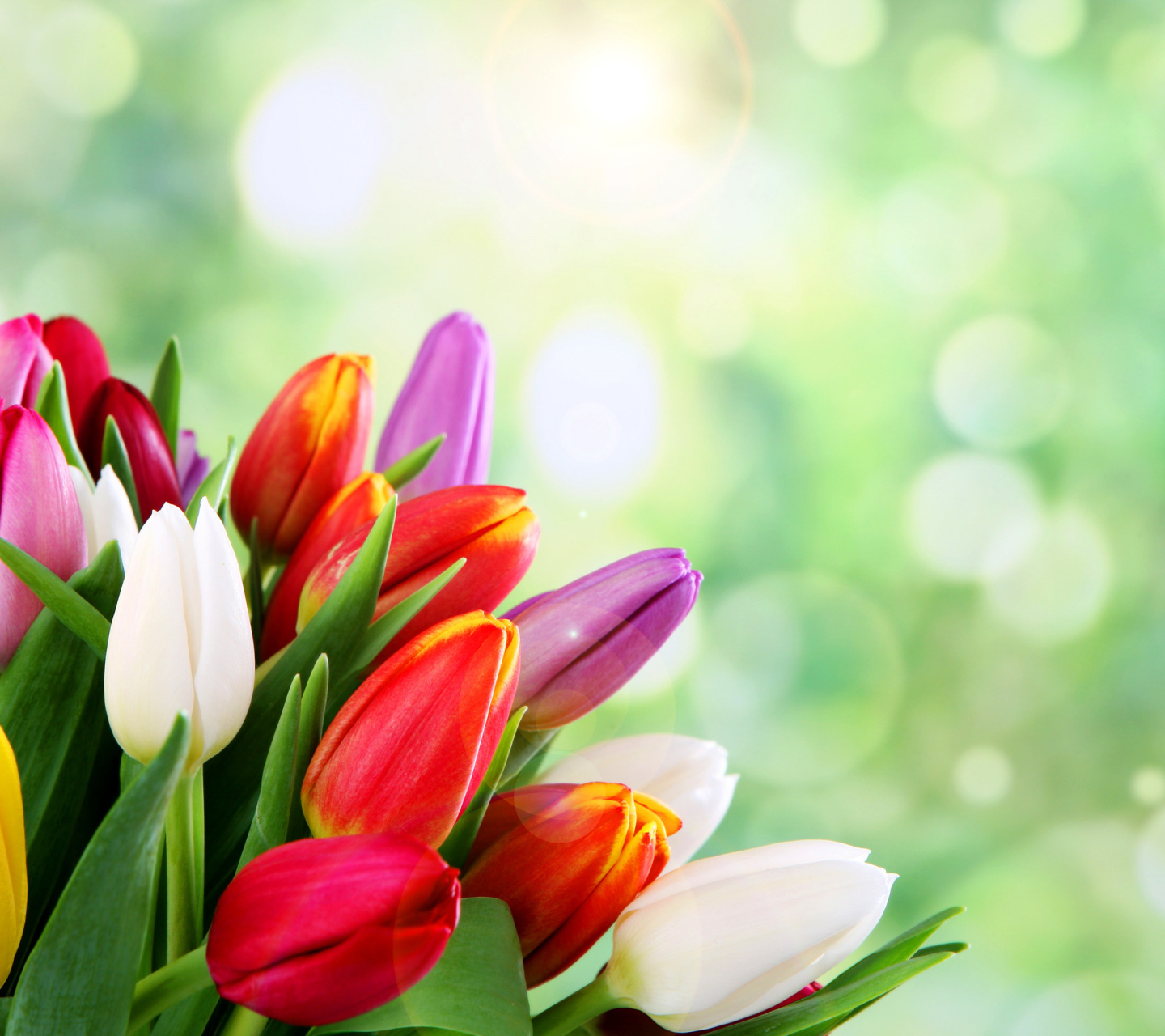 Bouquet of colorful tulips wallpaper 1440x1280