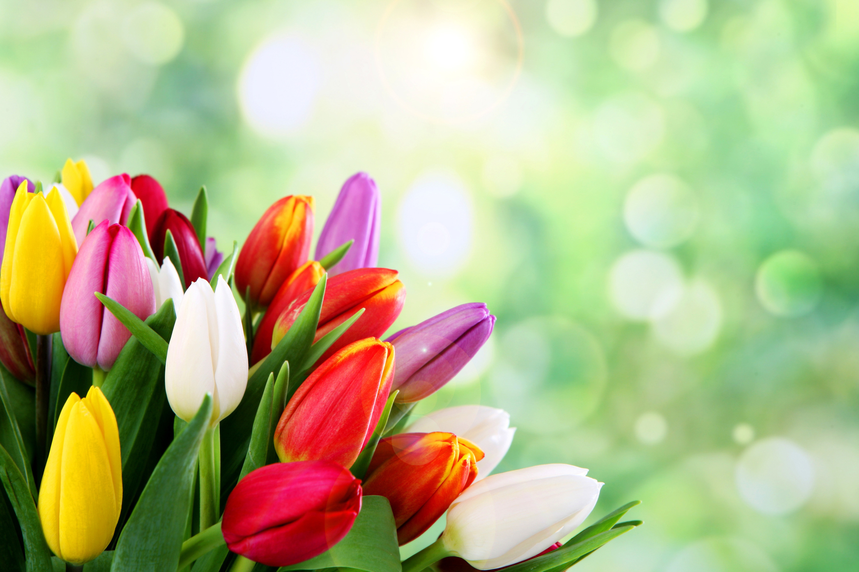 Bouquet of colorful tulips wallpaper 2880x1920