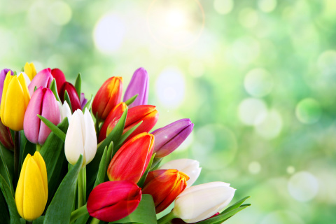 Обои Bouquet of colorful tulips 480x320