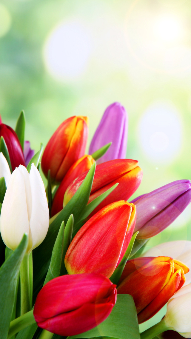Bouquet of colorful tulips wallpaper 640x1136