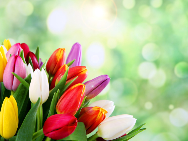 Bouquet of colorful tulips wallpaper 640x480