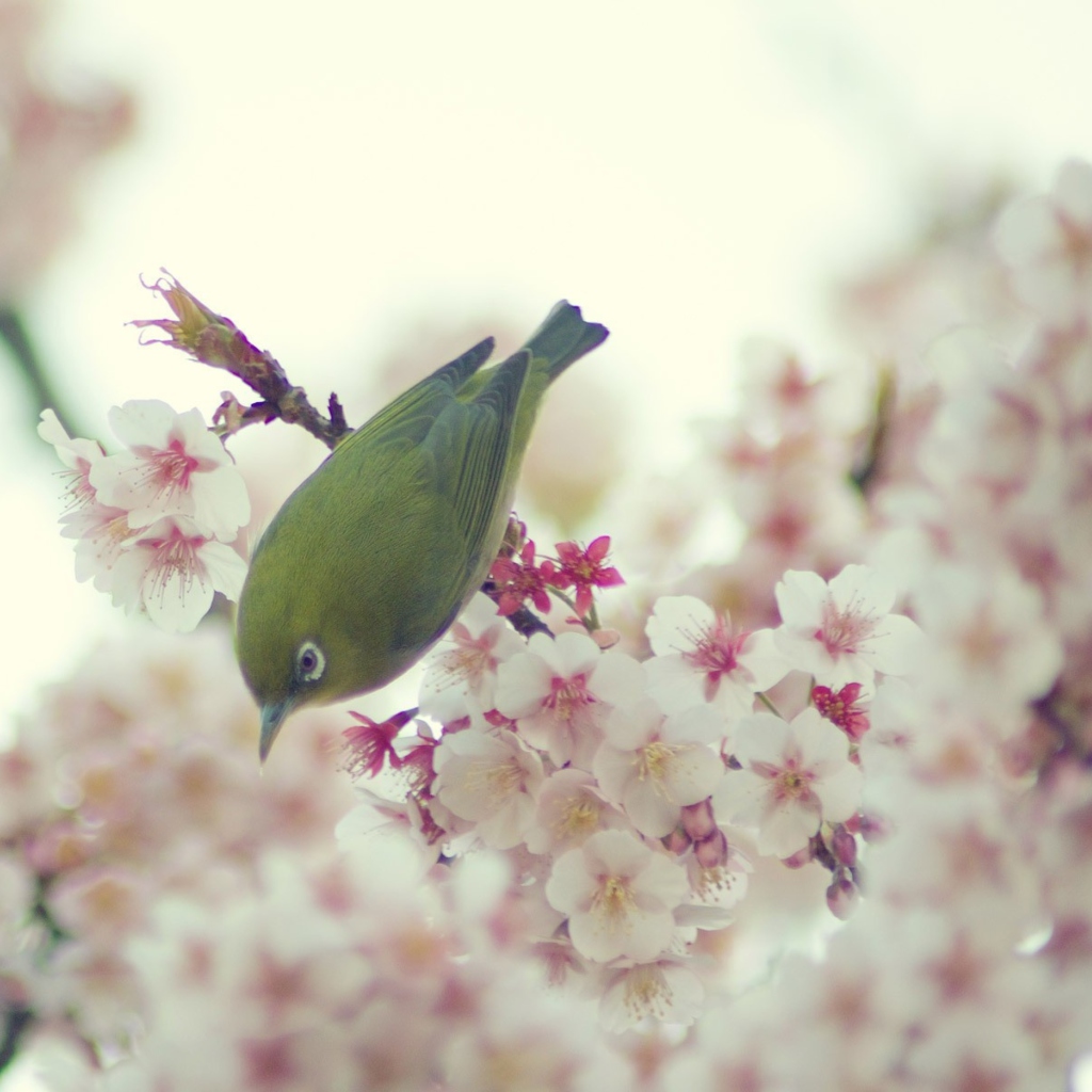 Das Little Green Bird And Pink Tree Blossom Wallpaper 1024x1024
