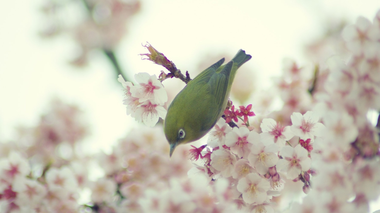 Little Green Bird And Pink Tree Blossom wallpaper 1280x720