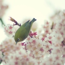 Fondo de pantalla Little Green Bird And Pink Tree Blossom 128x128