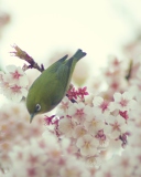 Little Green Bird And Pink Tree Blossom wallpaper 128x160