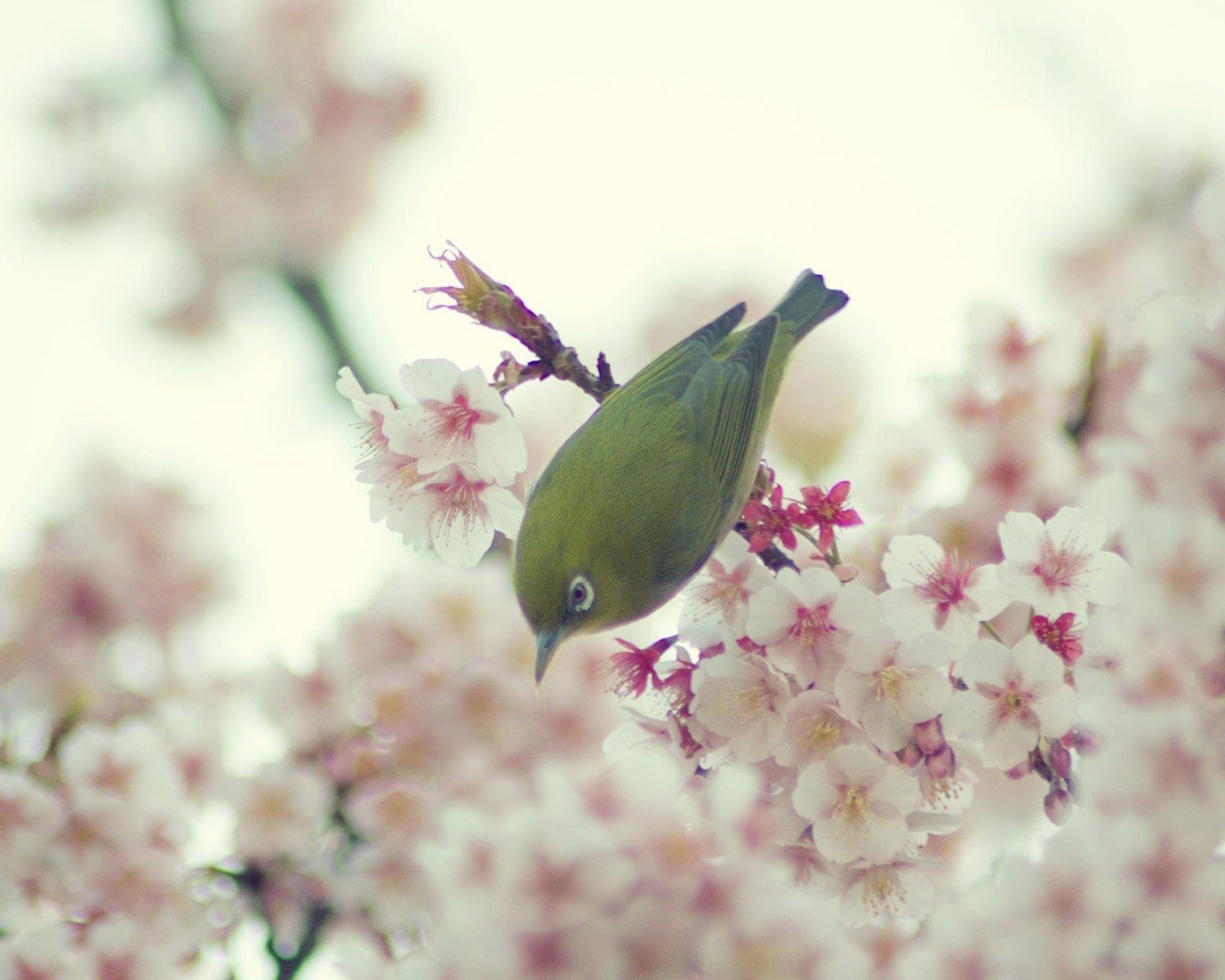Das Little Green Bird And Pink Tree Blossom Wallpaper 1600x1280