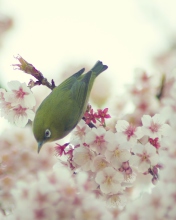 Обои Little Green Bird And Pink Tree Blossom 176x220