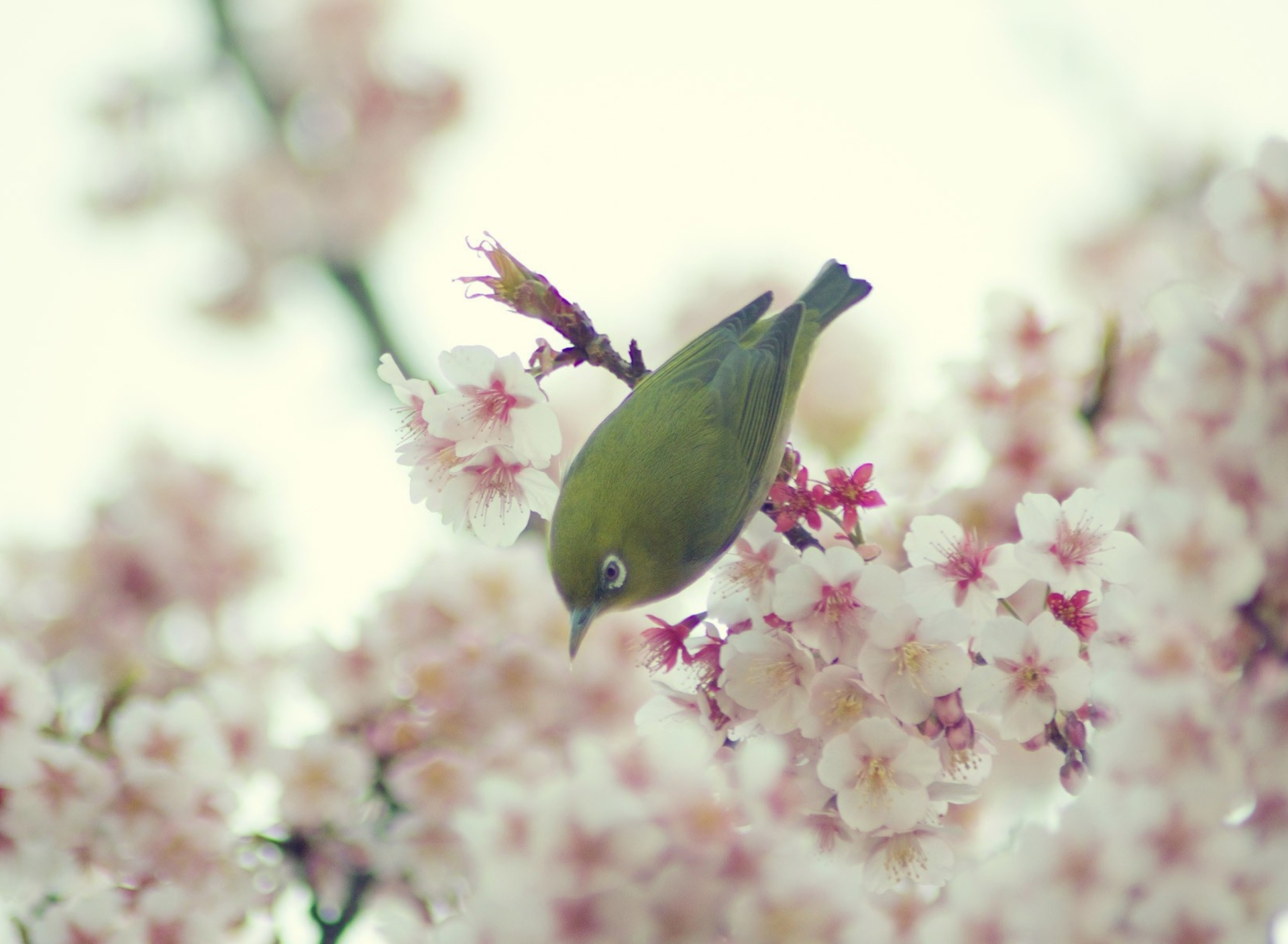 Fondo de pantalla Little Green Bird And Pink Tree Blossom 1920x1408