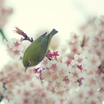 Обои Little Green Bird And Pink Tree Blossom 208x208
