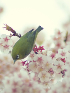 Little Green Bird And Pink Tree Blossom screenshot #1 240x320