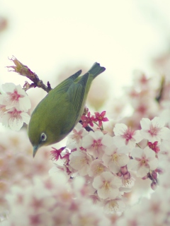 Обои Little Green Bird And Pink Tree Blossom 240x320