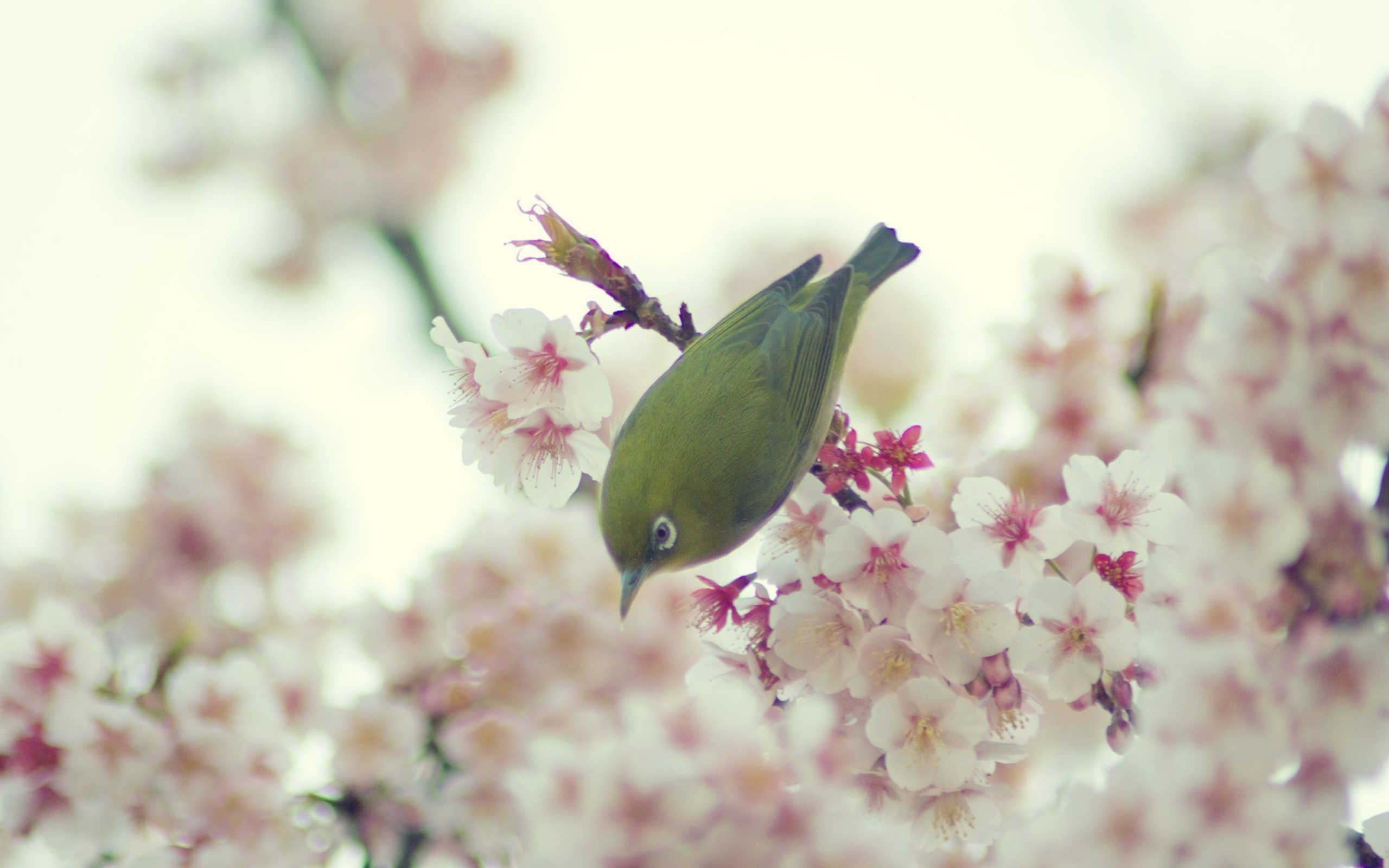 Обои Little Green Bird And Pink Tree Blossom 2560x1600