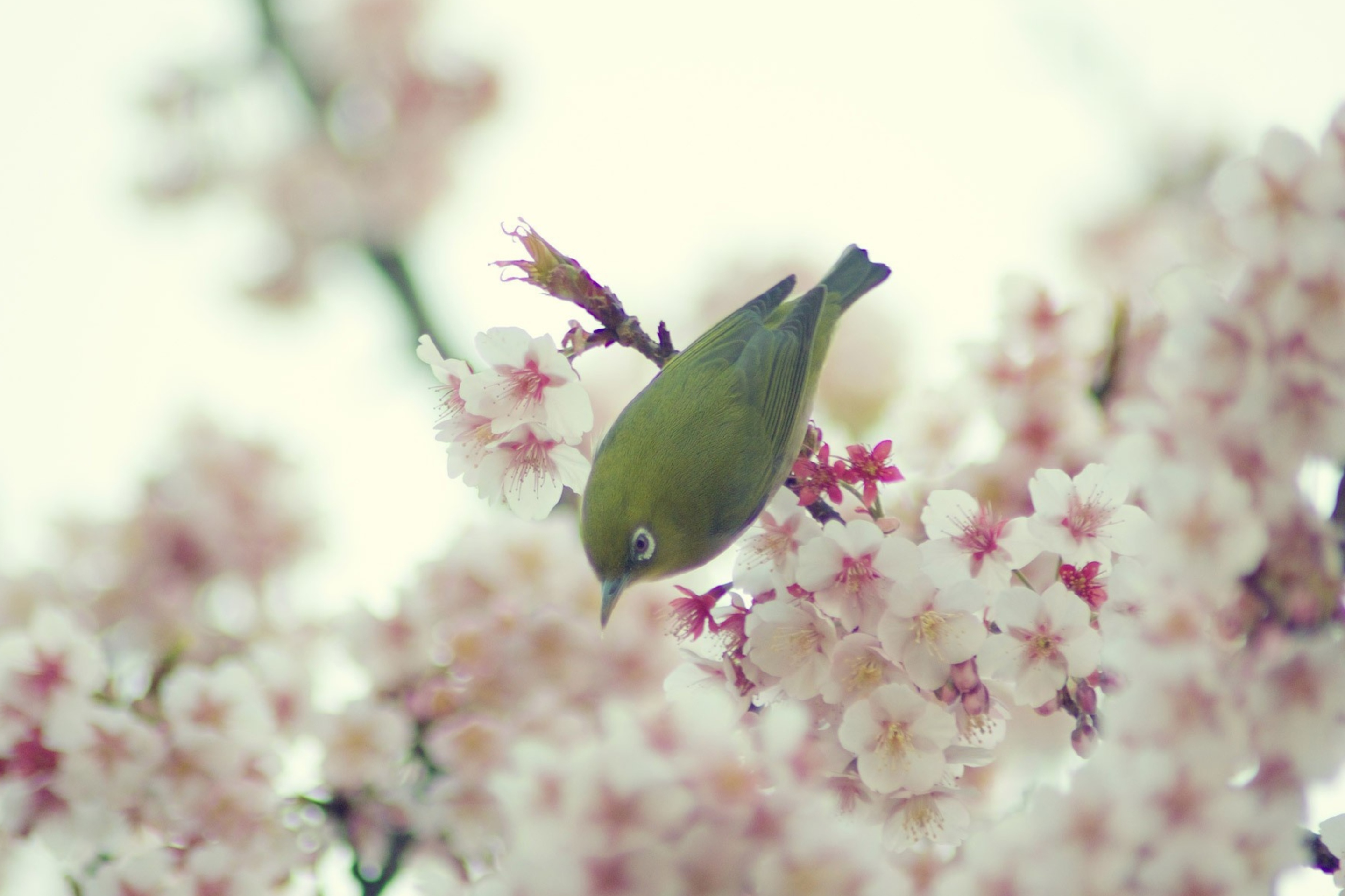 Обои Little Green Bird And Pink Tree Blossom 2880x1920
