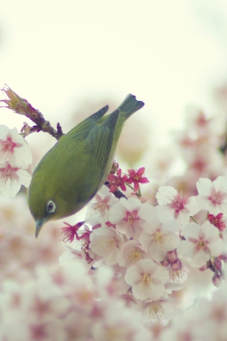 Обои Little Green Bird And Pink Tree Blossom 320x480