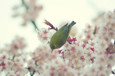 Обои Little Green Bird And Pink Tree Blossom 480x320
