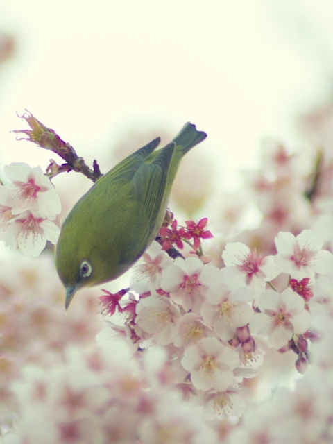 Das Little Green Bird And Pink Tree Blossom Wallpaper 480x640