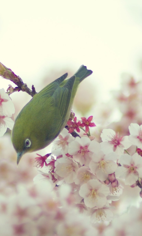 Обои Little Green Bird And Pink Tree Blossom 480x800