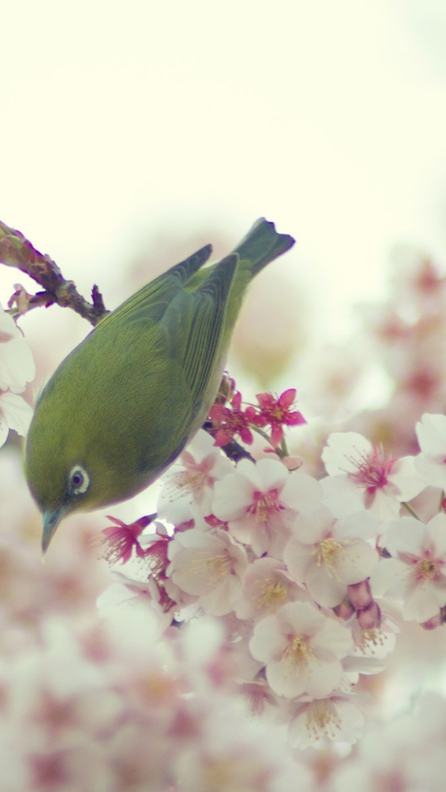 Обои Little Green Bird And Pink Tree Blossom 640x1136