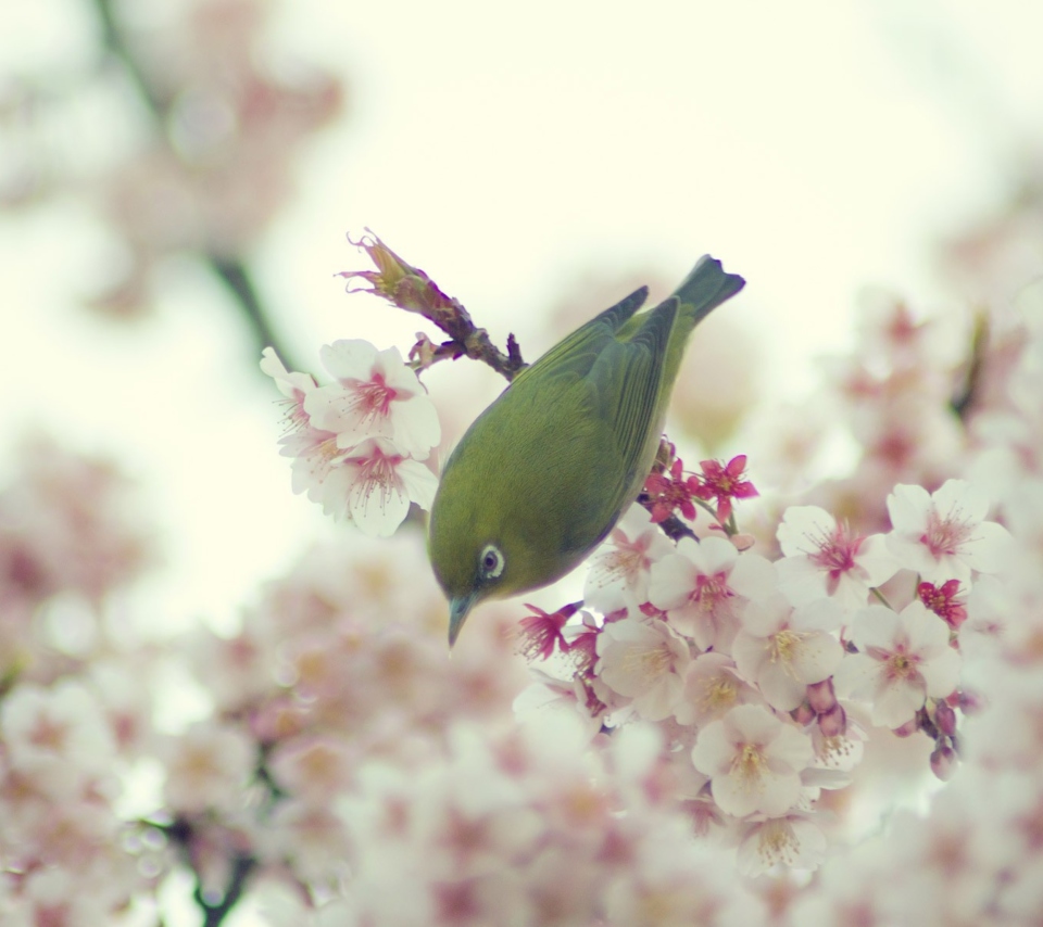 Little Green Bird And Pink Tree Blossom wallpaper 960x854