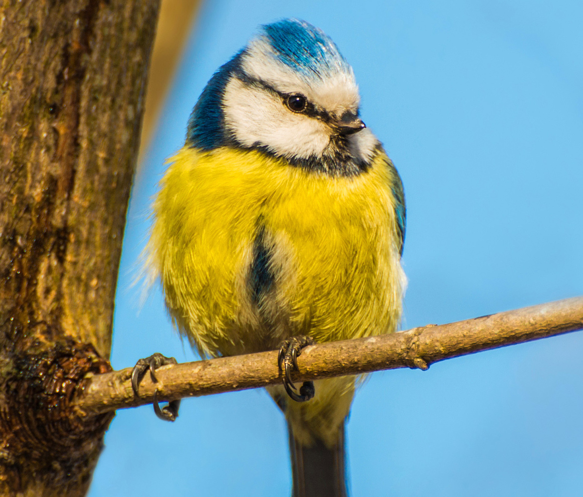 Das Yellow Bird In Zoo Wallpaper 1200x1024