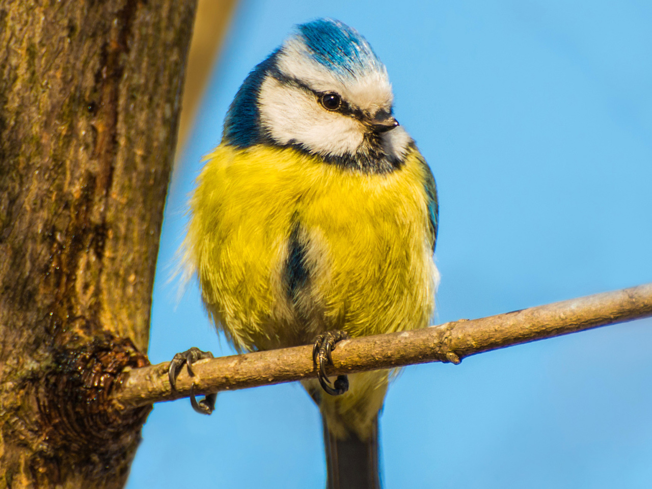 Обои Yellow Bird In Zoo 1280x960