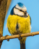 Fondo de pantalla Yellow Bird In Zoo 128x160