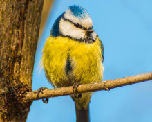 Sfondi Yellow Bird In Zoo 220x176