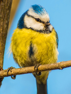 Обои Yellow Bird In Zoo 240x320