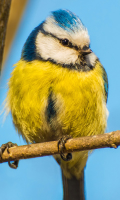 Fondo de pantalla Yellow Bird In Zoo 240x400