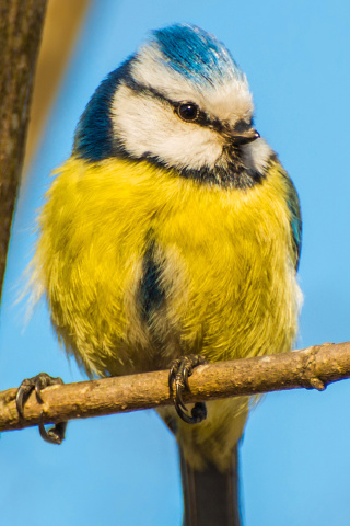 Das Yellow Bird In Zoo Wallpaper 320x480