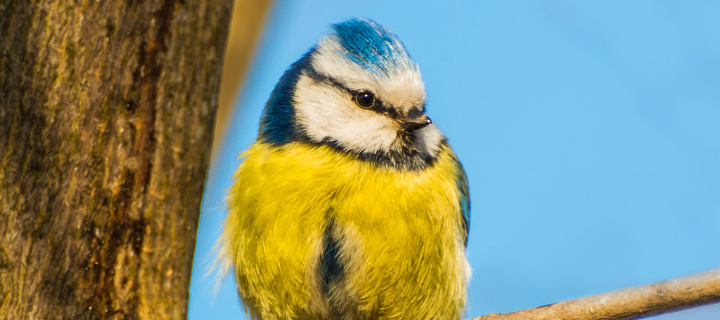 Fondo de pantalla Yellow Bird In Zoo 720x320