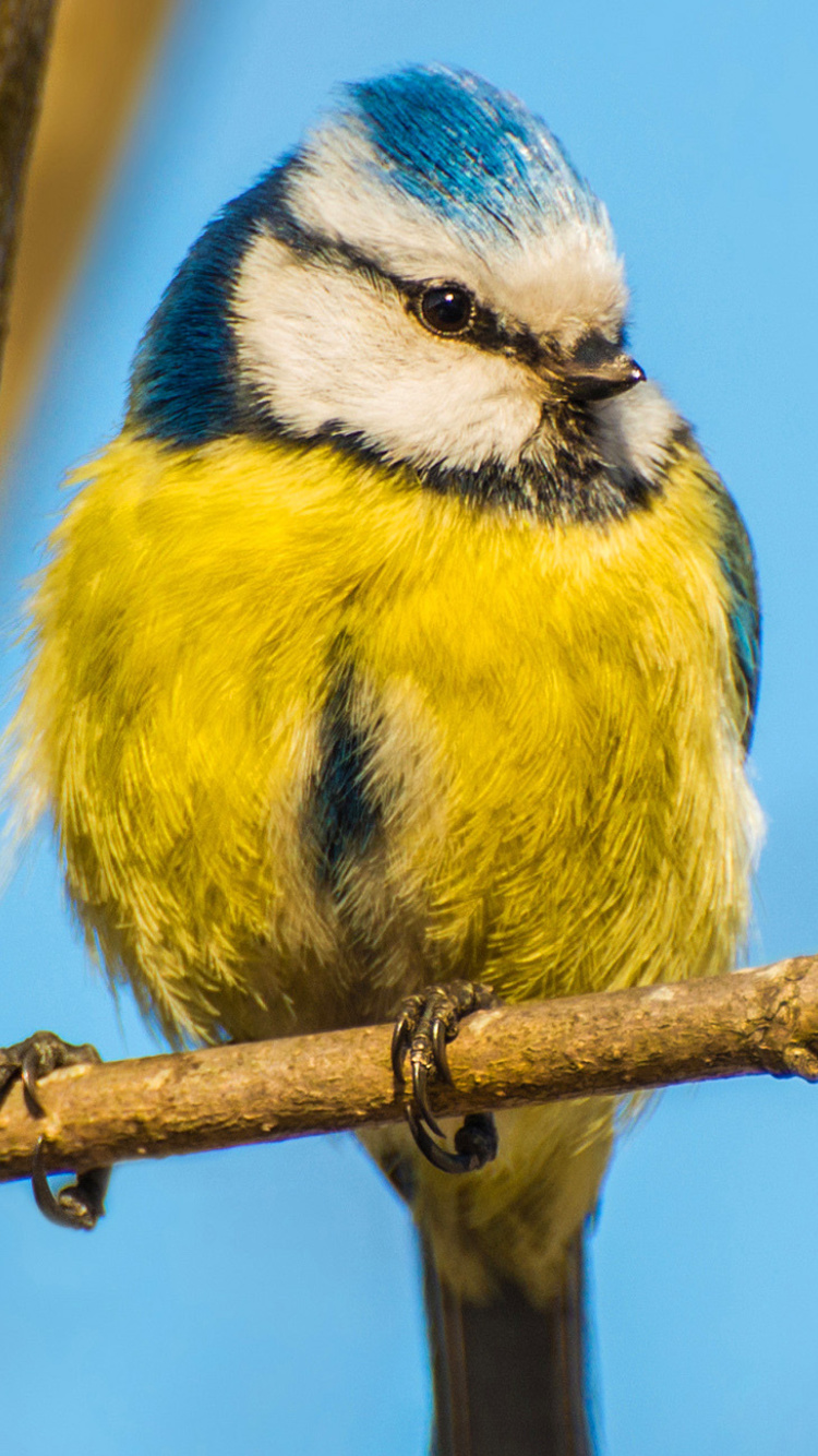 Обои Yellow Bird In Zoo 750x1334