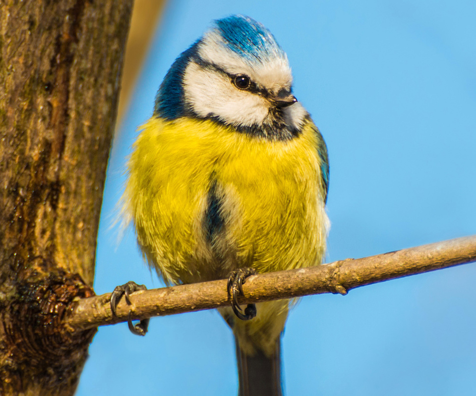 Обои Yellow Bird In Zoo 960x800