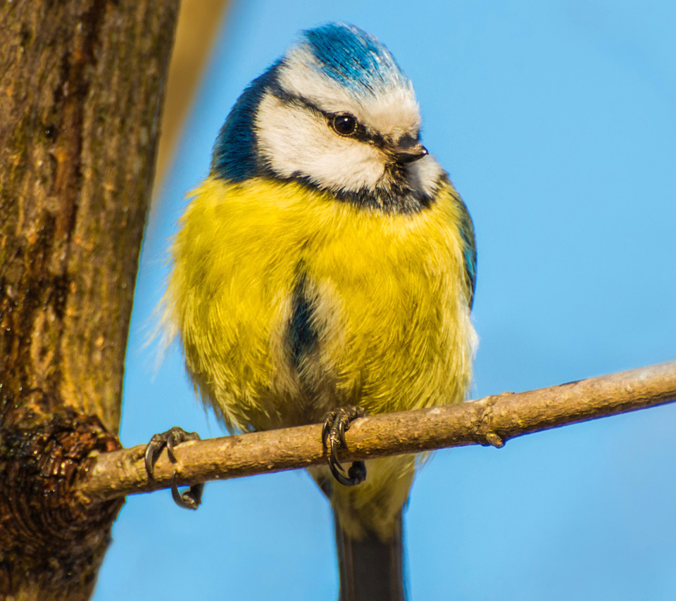 Das Yellow Bird In Zoo Wallpaper 960x854