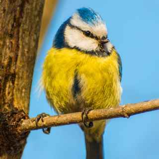 Yellow Bird In Zoo - Fondos de pantalla gratis para 1024x1024