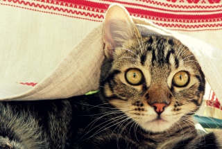 Mesmerized Cat sfondi gratuiti per cellulari Android, iPhone, iPad e desktop