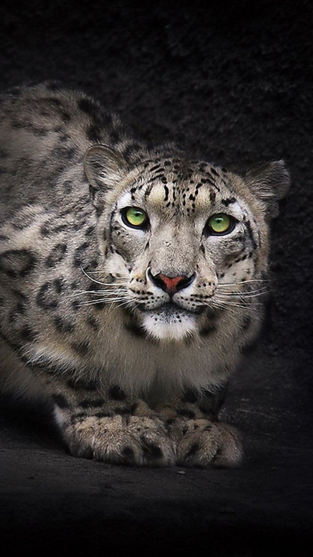 Snow Leopard wallpaper 1080x1920