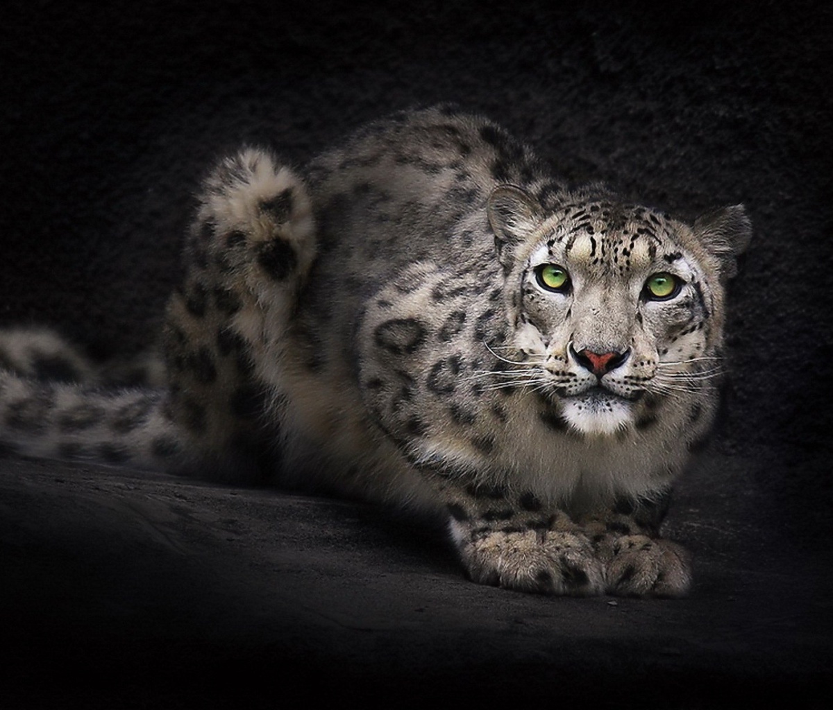 Fondo de pantalla Snow Leopard 1200x1024