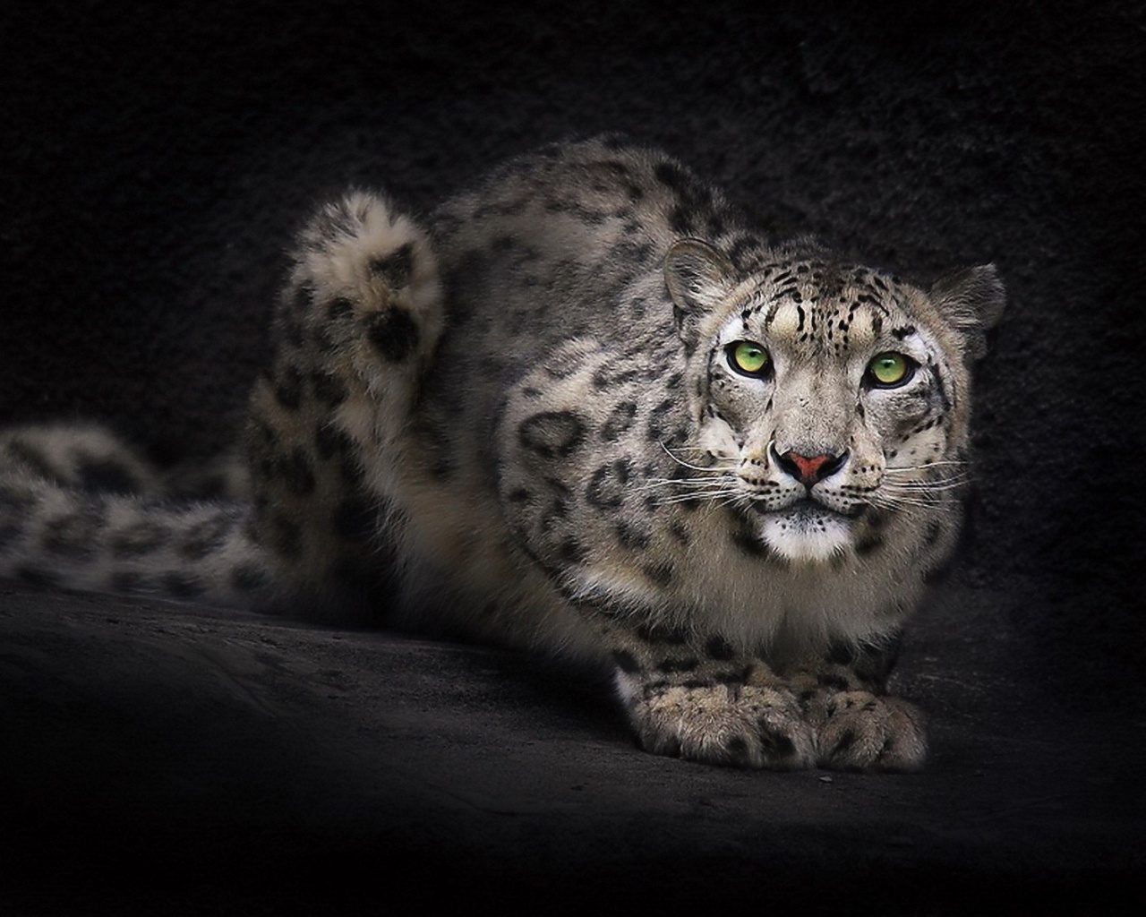 Fondo de pantalla Snow Leopard 1280x1024