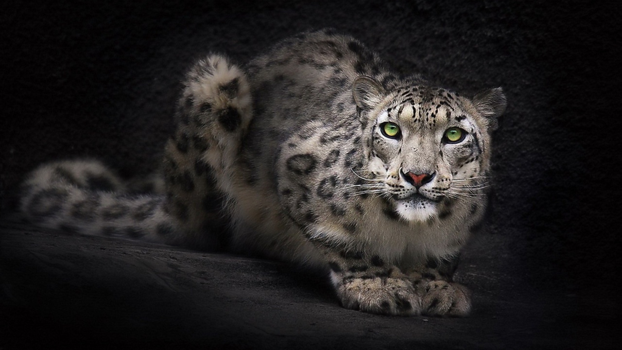 Das Snow Leopard Wallpaper 1280x720
