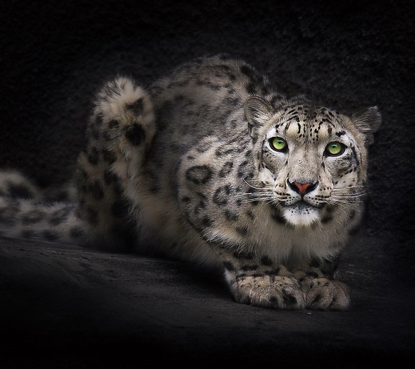 Обои Snow Leopard 1440x1280