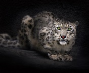 Обои Snow Leopard 176x144
