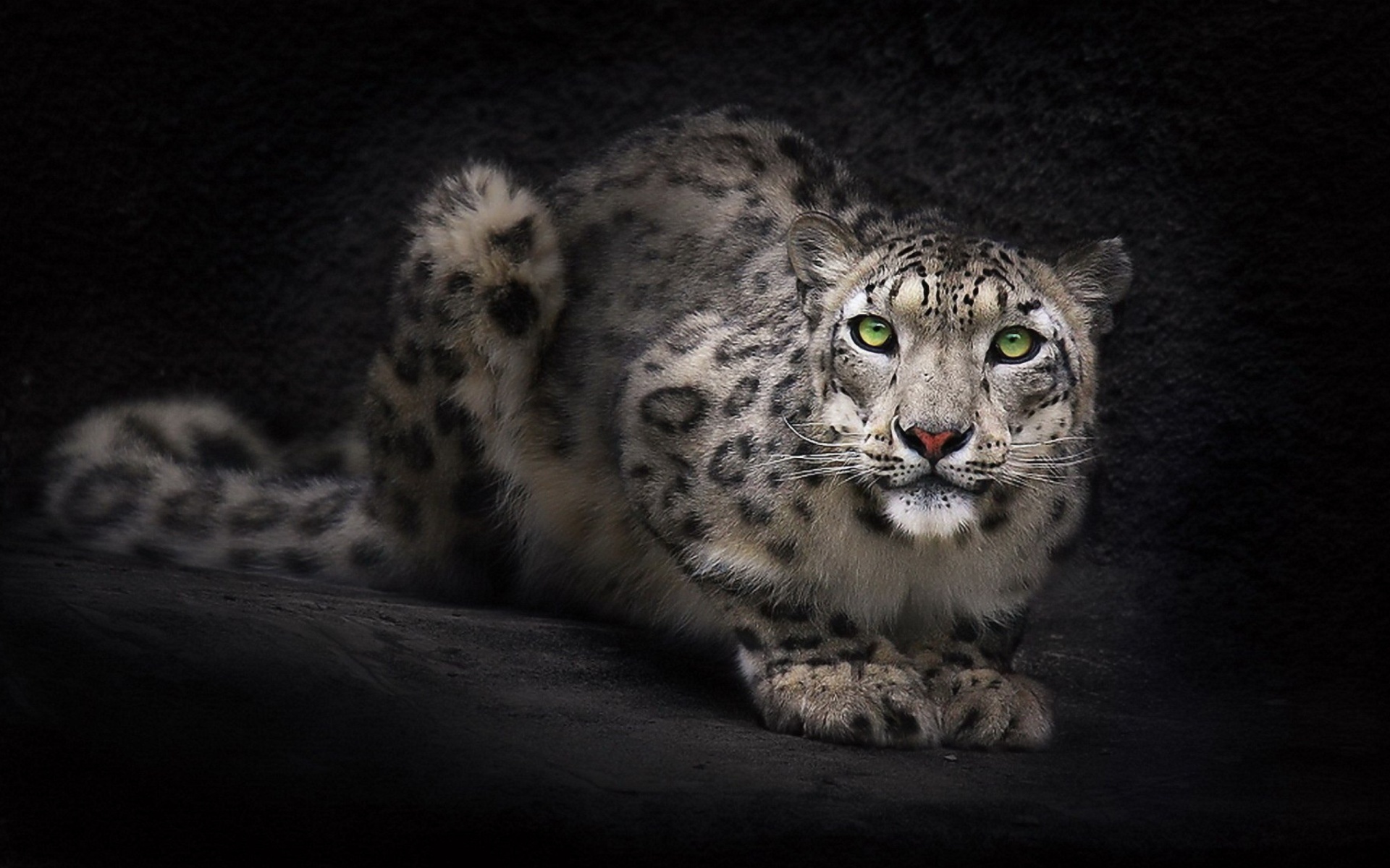 Обои Snow Leopard 1920x1200