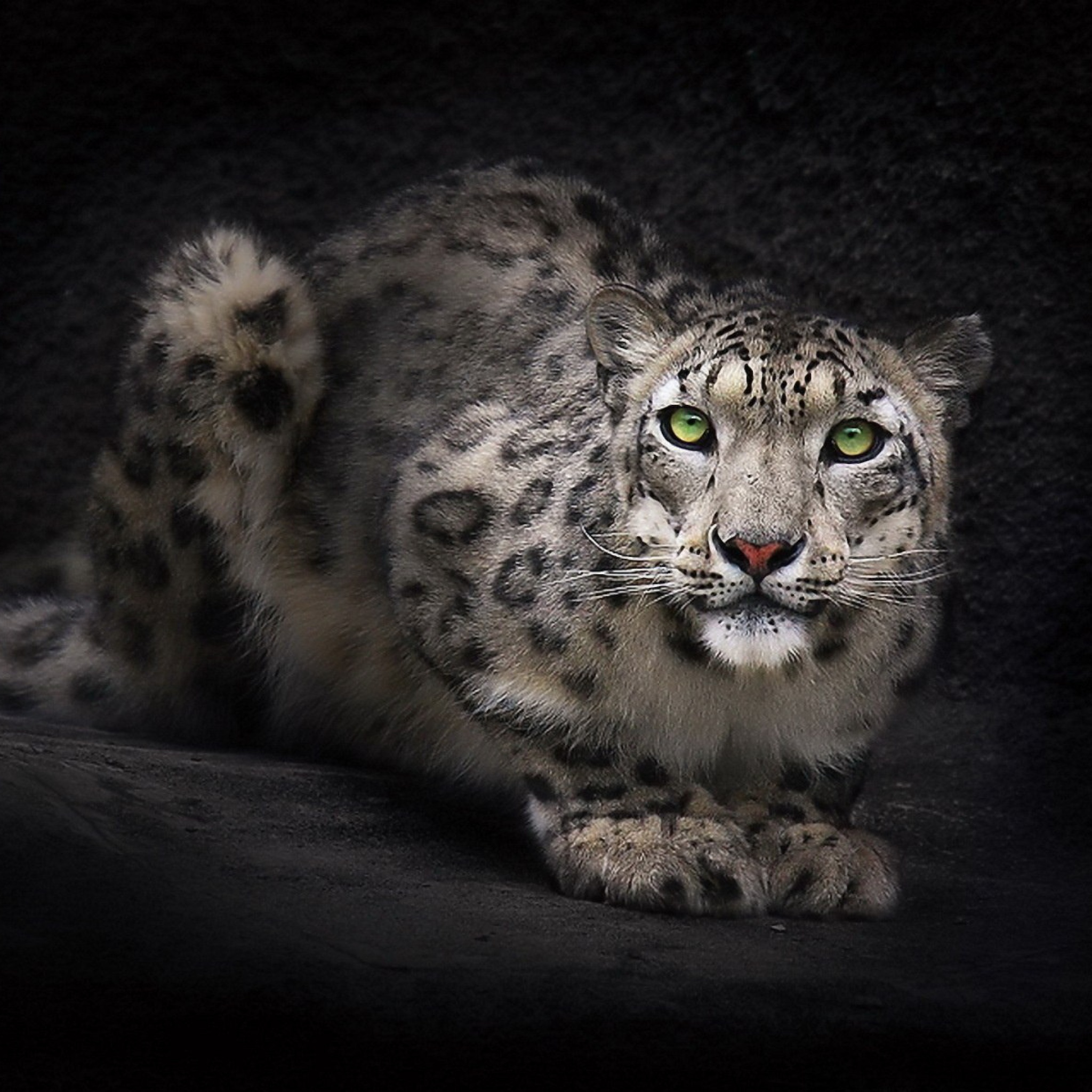 Sfondi Snow Leopard 2048x2048