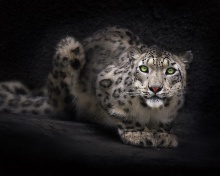 Snow Leopard wallpaper 220x176