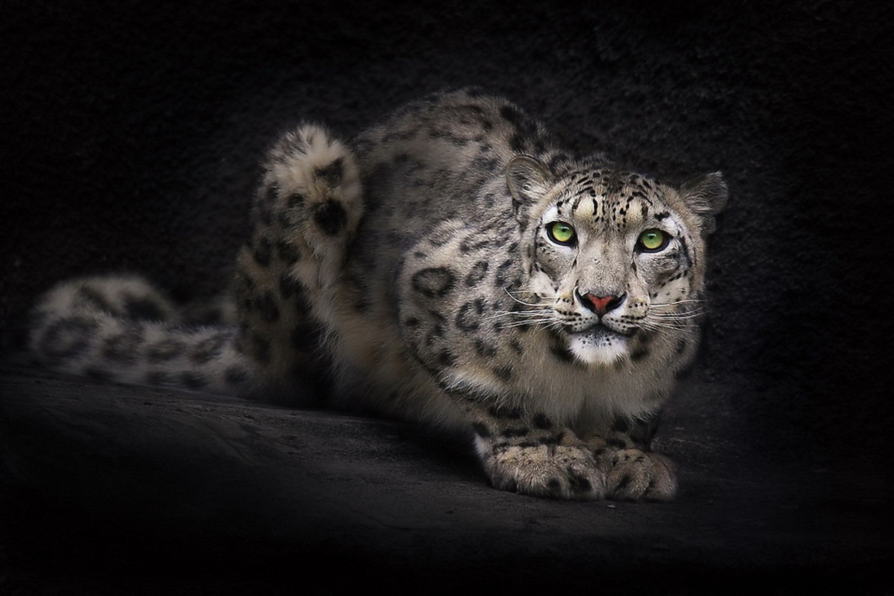 Snow Leopard wallpaper 2880x1920