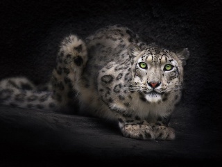 Sfondi Snow Leopard 320x240