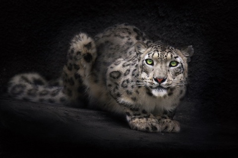 Snow Leopard wallpaper 480x320